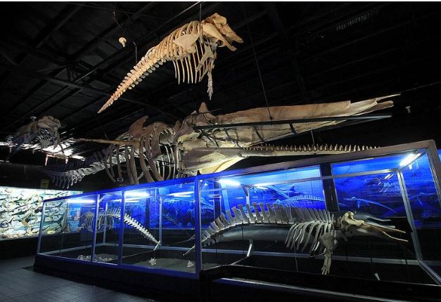 Dbone Collectors Museum